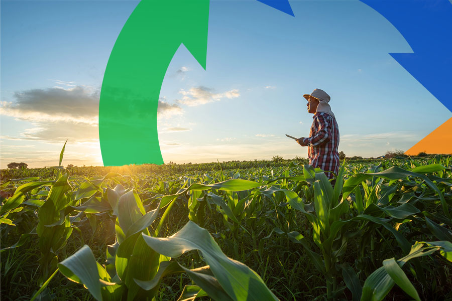 Man holding a tablet stands in a field of young corn plants for thumbnail.